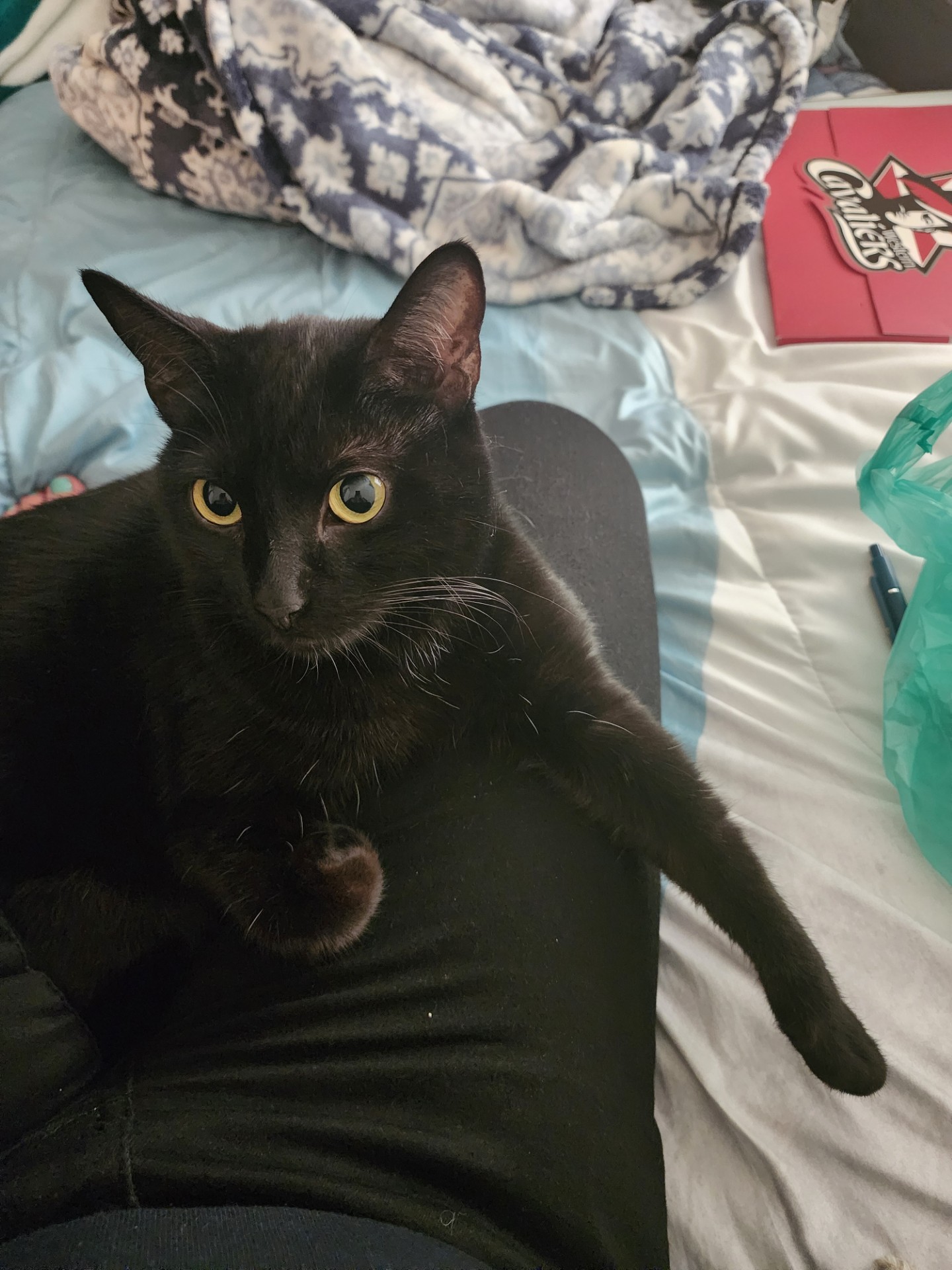 This is is my first cat, her name is "Sushi"